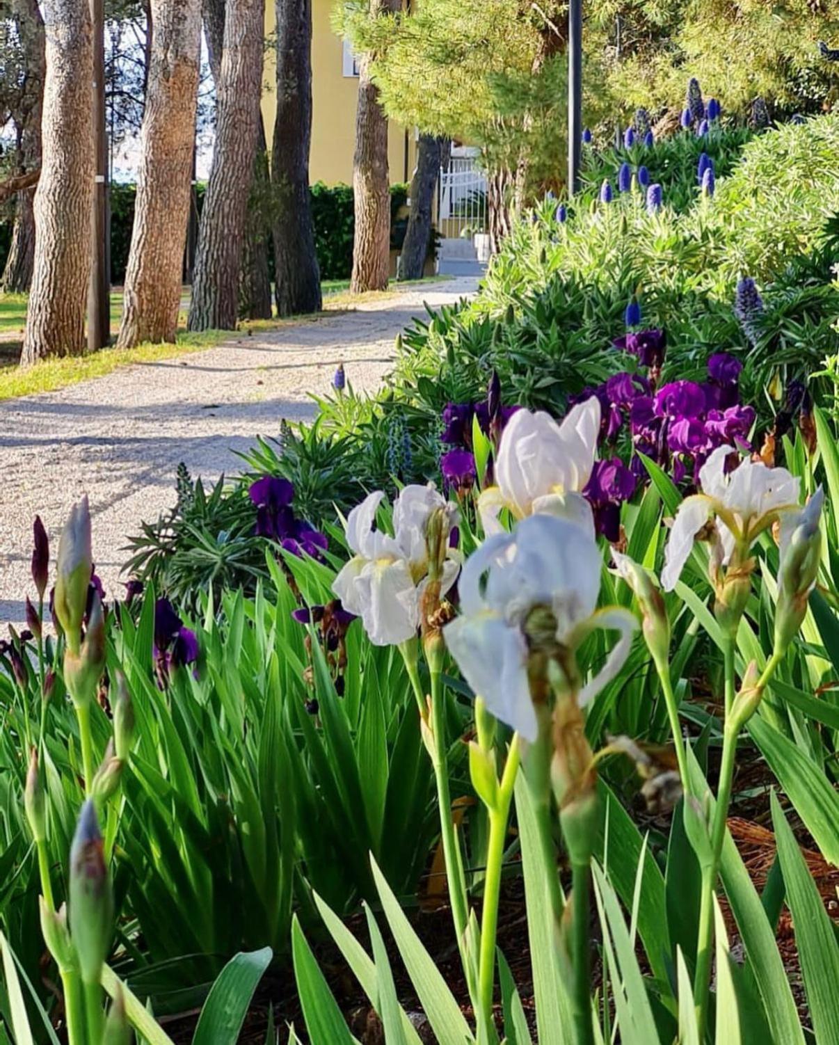Tra Gli Alberi E Il Mare Bed and Breakfast Sirolo Εξωτερικό φωτογραφία